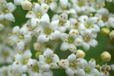 Bir ağacın beyaz çiçekleri (stamen üzerine odaklan)