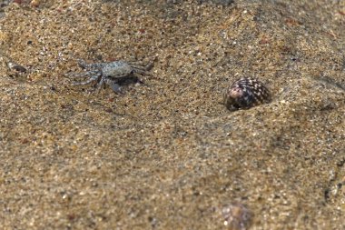 Kumlu bir taşın üzerindeki küçük yengeç