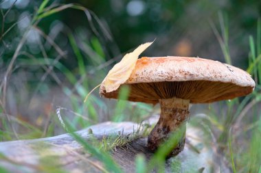 Ağaç kütüğünde yaprak olan bir mantarın seçici odak noktası.