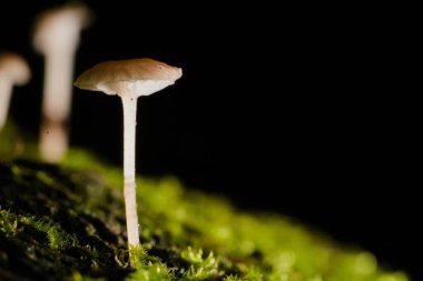 Yosun üzerinde bir mantarın yakın çekimi