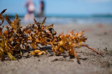 Sahilde yengeçli Seagrass