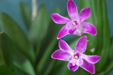 Bahçedeki güzel mor orkide çiçeği