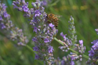 Lavanta çiçekli arı (ver. 4)