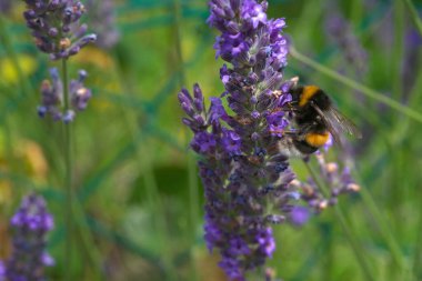 Yaban arısı lavanta çiçeğinin üzerinde oturuyor. 1)