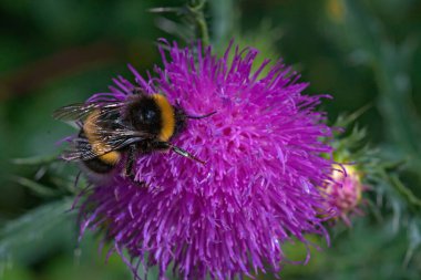 Bumblebee mor bir çiçek üzerinde