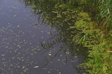 Çimlerin yansımalarıyla bataklık