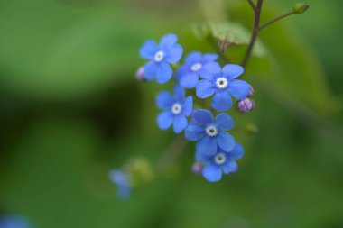 Bahçedeki küçük mavi çiçekler