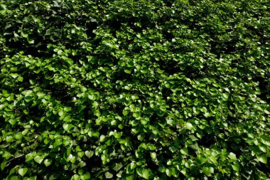 Çevre ve sürdürülebilirlik ESG yatırım kavramı için doğal arkaplanda yeşil sarmaşık yaprakları