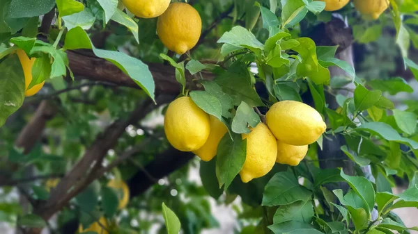 Fresh ripe yellow lemons ready to be picked and harvested from green tree branch near in Limone sul Garda by Lake Garda in Italy