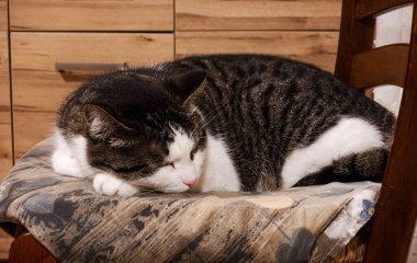 Gri ve beyaz uyuyan kedi tüyü bebek minderli sandalyede küçük bir top şeklinde.