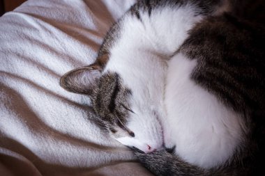 Gri ve beyaz uyuyan kedi tüyü bebek yatağında yumuşak bir battaniyeyle küçük bir top şeklinde.