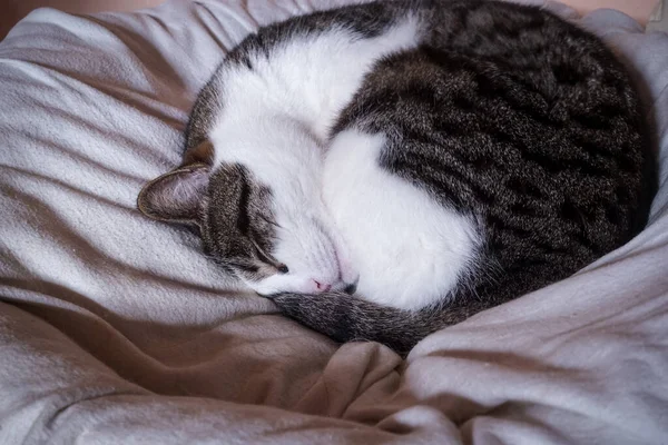 Gray and white sleeping cat fur baby in the shape of a small ball in its bed with a soft blanket