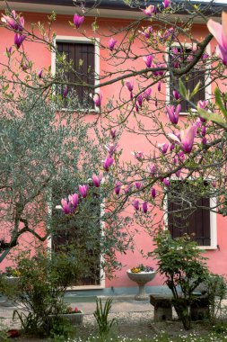 Çiçek açan pembe ve mor manolya ağacı çiçekleri kırsal İtalyan evlerinin bahçesinde.