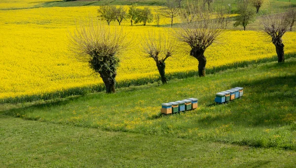 Fila Alveari Accanto Campo Colza Gialla Impollinazione Produzione Miele Nel — Foto Stock