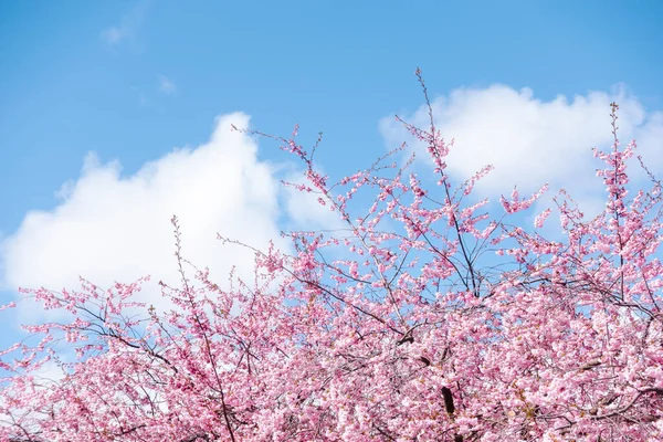 Baharda parlak pembe kiraz ağaçlarından oluşan Sakura çiçeği. Mavi gökyüzü arka planında. 