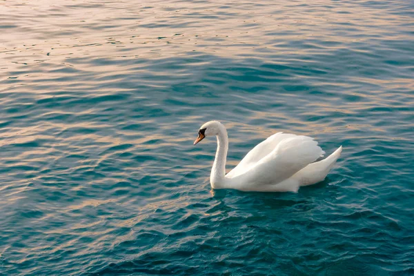 黄昏时分 一只长着凸起的翅膀和弯曲的脖子的白色沉默天鹅在平静的水中游泳 — 图库照片