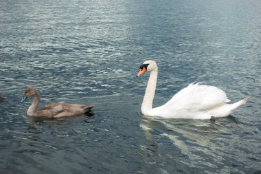 Koruyucu koça ve cygnet, baba kuğu ve bebek kuğu, mavi suda zarafet ve zarafetle yüzüyor.