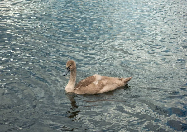 一只褐色的天鹅宝宝天鹅丑小鸭在蓝色的水里游泳 — 图库照片