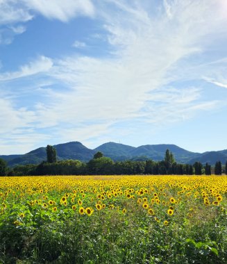 Yuvarlanan İtalyan tepelerindeki ayçiçeği tarlası. Parlak yaz gününde sarı ayçiçekleri ve mavi gökyüzünde beyaz bulutlar. 