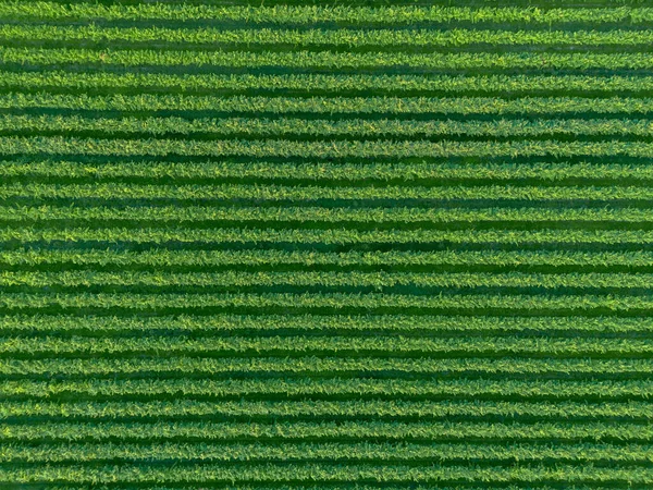 Doğrudan yeşil İtalyan üzüm bağlarının üzüm bağlarının yukarısından hava manzarası 