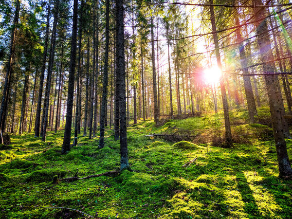 Солнце садится за подсветкой леса с солнечными лучами, сияющими между соснами и зеленым мхом в конце лета в начале осени