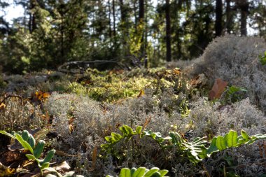 Sonbaharda yeşil yosun ve gri ren geyiği kabı likiniyle yeşil orman arka planı