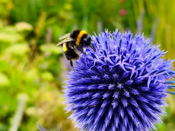 Kıvırcık kuyruklu bombus terrestris yaban arısı tozlaşan mor ekinoplar çiçek açan devedikeni çiçek bahçesinde yemyeşil arka plana karşı