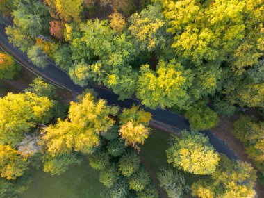 Tek şeritli kıvrımlı tek şeritli asfalt orman yolunun havadan görünüşü yeşil ortamda sonbahar renkli yaprak ağaçlarıyla çevrilidir.