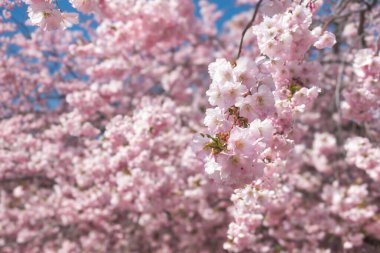 Sakura 'nın parlak pembe dalları kiraz çiçekleri ağaçta açar güneşli bir günde Kungstradgarden, Stockholm' de 