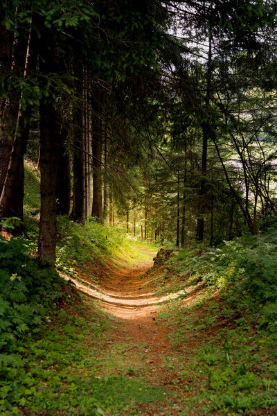 Walking or hiking path in a dense eerie dark leaf and pine tree forest in summer