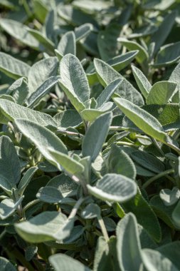 Taze adaçayı ya da salvia officinalis bitkisi aromatik gıda ve mutfak konsepti için bahçede yetişen yeşil yapraklı.