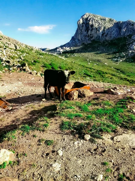 Köyde inek yavrusu.