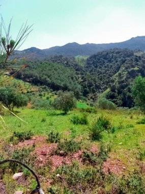 Çam ve zeytin ağaçlarının doğası
