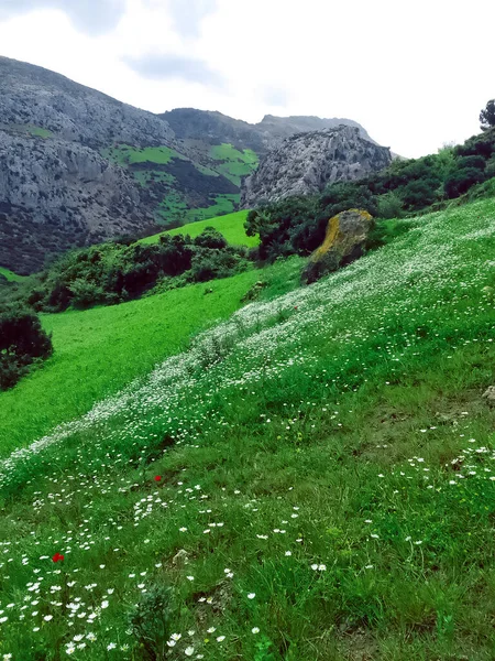 Tranquil beauty of a chamomile flower plant at the summit of a mountain, a journey into the heart of nature's serene and magnificent landscapes