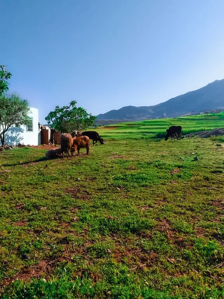 Sheep and cows on lush green pastures a journey into the heart of rural charm and natural splendor