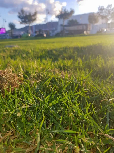 自然の素晴らしさ芝生の上で素晴らしい夕日 — ストック写真