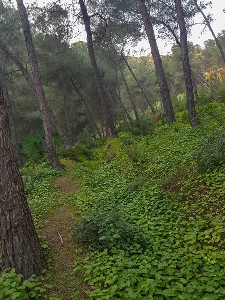 Discover the hidden beauty of the small footpath between the trees in the forest
