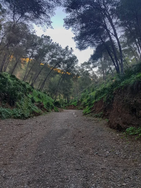 stock image Traversing nature beauty footpath through original pine tree forest