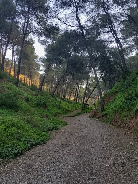 Beleza Natural Original Caminho Entre Florestas Pinheiros Vale — Fotografia de Stock