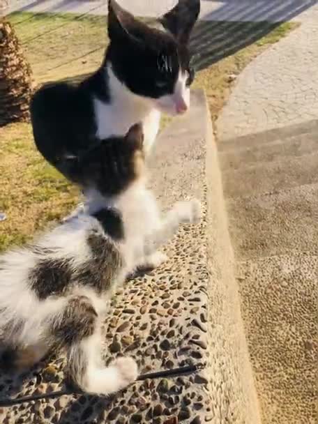 Una Scena Carina Gatto Che Gioca Con Sua Madre Due — Video Stock