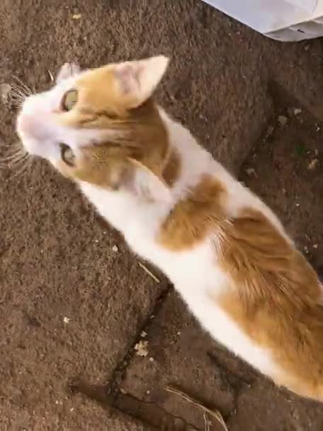 Elusive Golden Cat Amazing Sight Behold Footage Captures Cat Stunning — Stock Video
