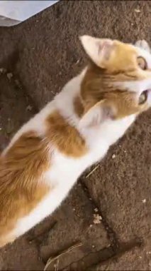 Bu görüntü renkli bir kedinin inanılmaz bir görüntüsünü yakalıyor. Kedi şakacı ve arkadaş canlısı ve sarılmayı seviyor.