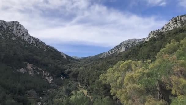 Impresionante Vista Exuberante Verde Paisaje Forestal Los Árboles Son Altos — Vídeo de stock