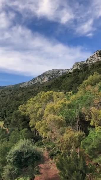 Esta Filmagem Captura Uma Vista Deslumbrante Uma Floresta Exuberante Verde — Vídeo de Stock