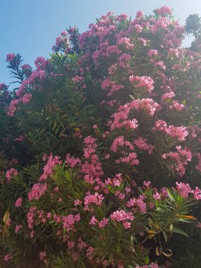 Zakkum çiçeklerinin üzerinde parıldayan güzel bir güneş ışığı. Çiçekler canlı pembe renktedir ve koyu yeşil yapraklarla çevrilidir. Güneş ışığı ışıltılı bir etki yaratıyor.