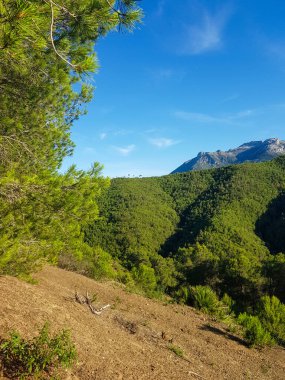 Altın güneş ışınları bir dağ yamacında çamların arasından akıyor. Dağlar koyu yeşil bir renktir. Arka plan mavi bir gökyüzü, manzaranın panoramik görüntüsü.