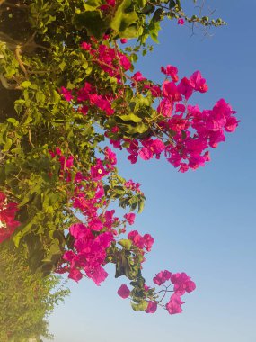 Gökyüzünün önündeki bougainvillea çiçeği - berrak mavi gökyüzü tarafından çerçevelenmiş canlı bir bougainvillea çiçeği. Çiçek mor ve pembe renktedir ve yemyeşil yapraklarla çevrilidir ve gökyüzü açık mavi renktedir.