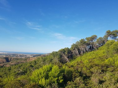 Ormanda Dans Eden Güneş ışığı, ormandaki ağaçların arasında dans eden güneş ışığının çarpıcı bir görüntüsü. Güneş ışığı orman zemininde noktalı bir etki yaratır ve ağaçların yaprakları canlı yeşil bir renktir.