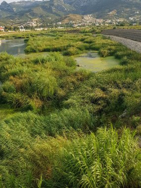 Kuzey Fas 'taki bir vadinin manzarası Kuzey Fas' taki bir vadinin çarpıcı görüntüsü. Vadi gür ve yeşildir ve yüksek dağlarla çevrilidir. Güneş çimlerin üzerinde parlıyor.