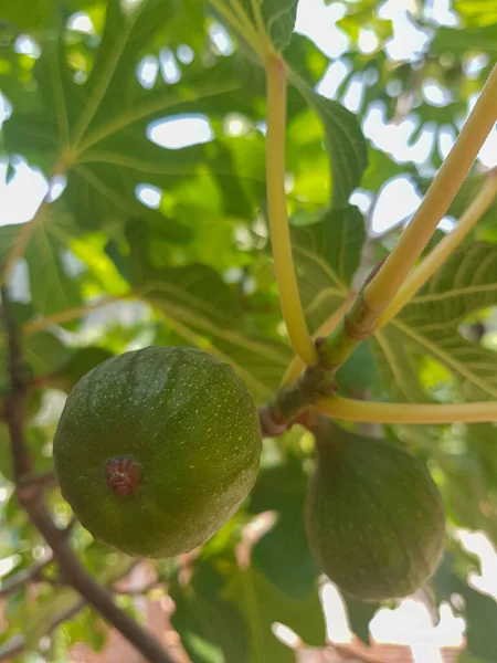 Fig Fruit Growing on a Fig Tree in its Branch - A close-up of a fig tree branch, laden with unripe figs. The figs are a deep green color, and they are surrounded by lush green leaves. The branch is a symbol of abundance and prosperity